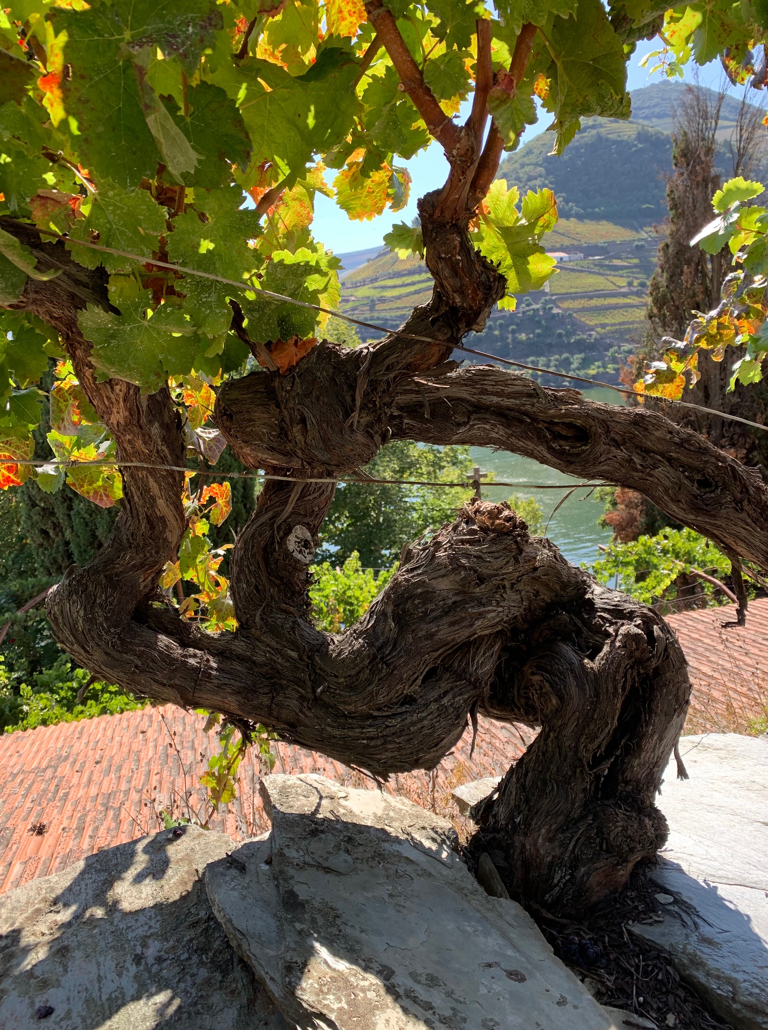 200 year old vine at Foz